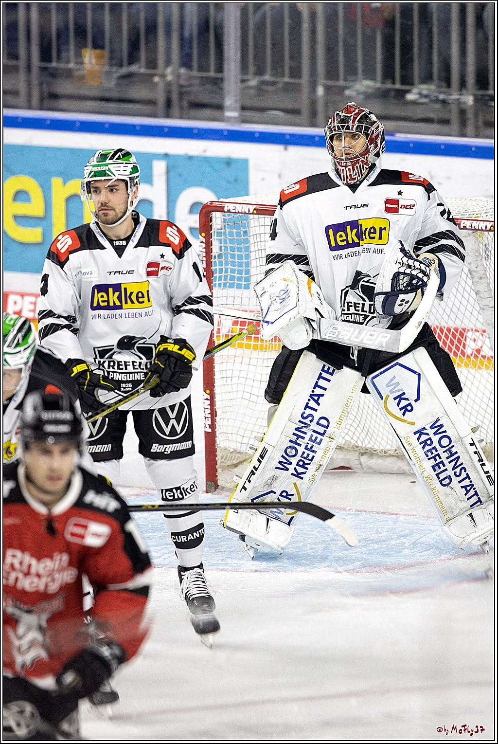 PENNY DEL;  Koelner Haie - Krefeld Pinguine; Koeln, 31.10.2021